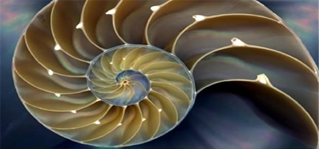 i-Fractals-sig - indicator for MetaTrader 5